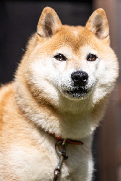 inubotさん