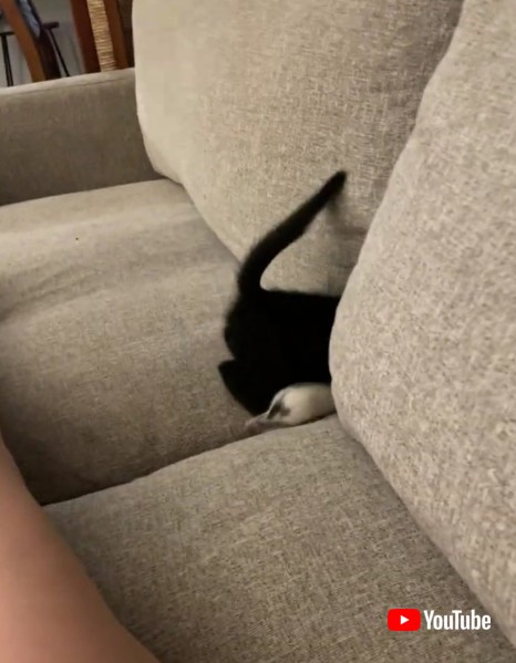 Friends Play Happily