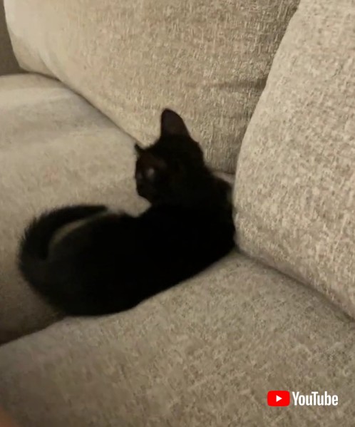 Friends Play Happily