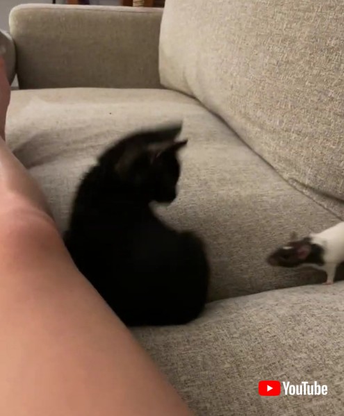 Friends Play Happily