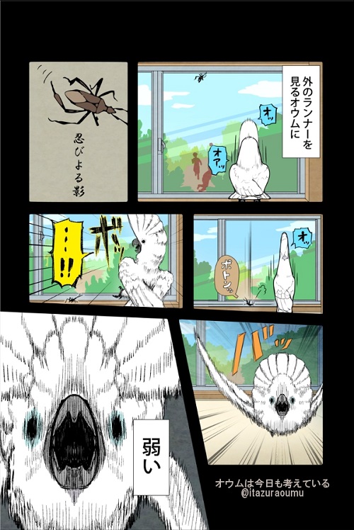 タイハクオウム　オウム　漫画　鳥　かわいい　甘えん坊
