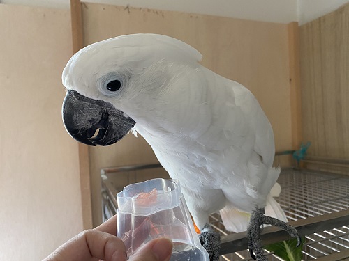 タイハクオウム　オウム　漫画　鳥　かわいい　甘えん坊