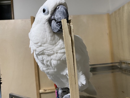 タイハクオウム　オウム　漫画　鳥　かわいい　甘えん坊