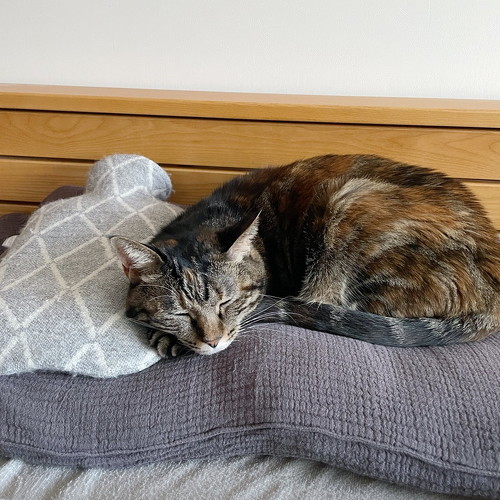 猫 カリカリ ウェットフード 獣医師 高齢 ドライフード 両方