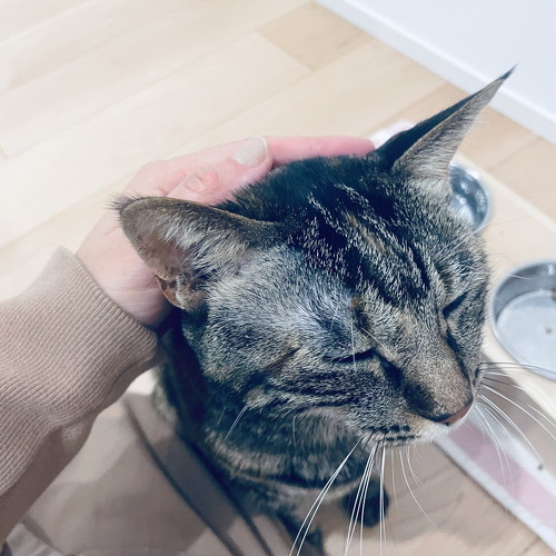 猫 カリカリ ウェットフード 獣医師 高齢 ドライフード 両方