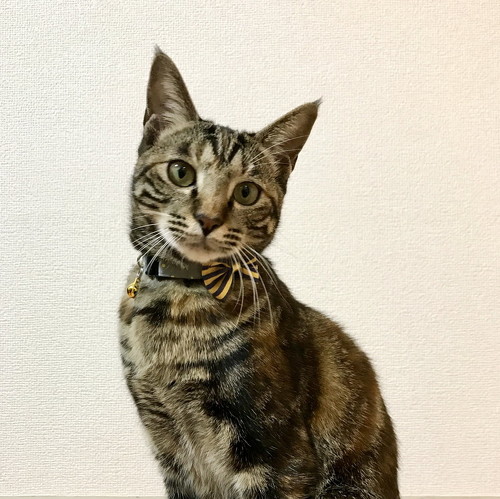 猫 カリカリ ウェットフード 獣医師 高齢 ドライフード 両方