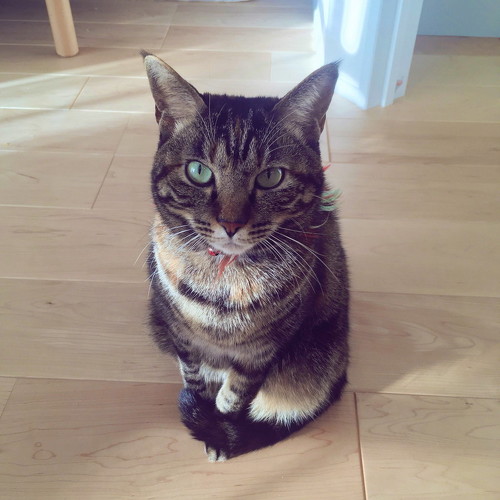 猫 カリカリ ウェットフード 獣医師 高齢 ドライフード 両方