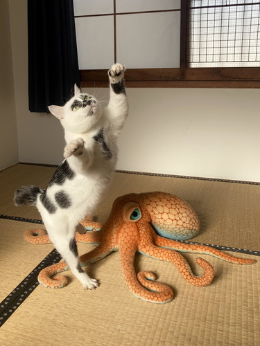 Muddy Cat　猫　保護猫　面白かわいい　猫に会える店　ジャンプ　爆笑