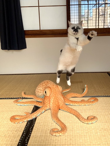 Muddy Cat　猫　保護猫　面白かわいい　猫に会える店　ジャンプ　爆笑