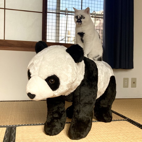 Muddy Cat　猫　保護猫　面白かわいい　猫に会える店　ジャンプ　爆笑