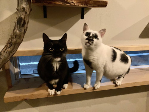 ミチルちゃんとタビ子ちゃん