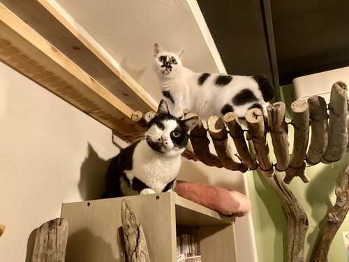 てんてんくんとミチルちゃん