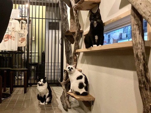 てんてんくんとミチルちゃんとタビ子ちゃん