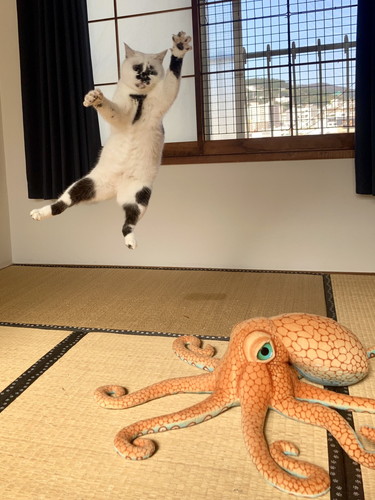 Muddy Cat　猫　保護猫　面白かわいい　猫に会える店　ジャンプ　爆笑