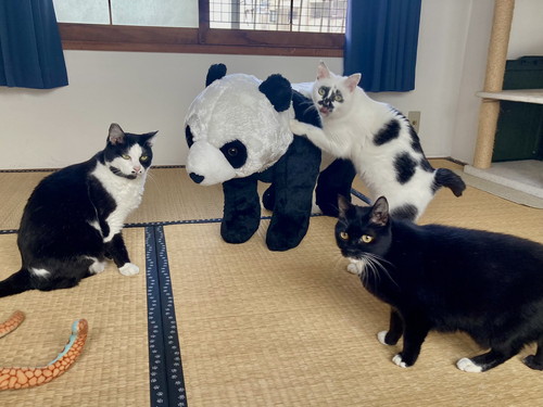 てんてんくんとミチルちゃんとタビ子ちゃん