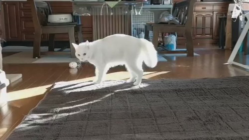 やんのかステップ　猫　白猫　元保護猫　保護猫　オラオラ　面白かわいい