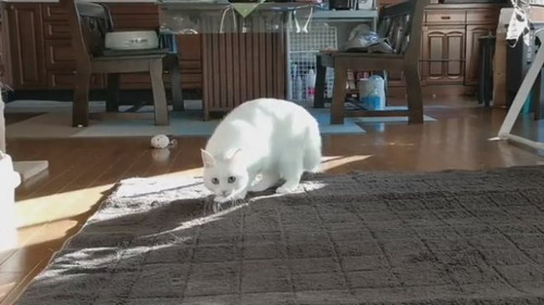 やんのかステップ　猫　白猫　元保護猫　保護猫　オラオラ　面白かわいい