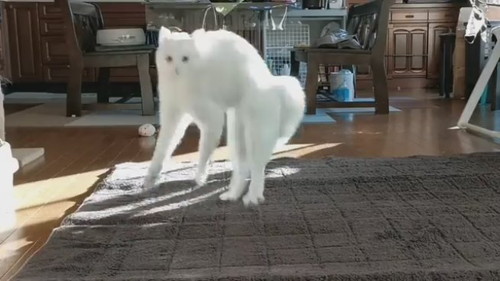 やんのかステップ　猫　白猫　元保護猫　保護猫　オラオラ　面白かわいい