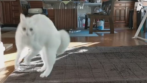 やんのかステップ　猫　白猫　元保護猫　保護猫　オラオラ　面白かわいい