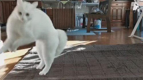 やんのかステップ　猫　白猫　元保護猫　保護猫　オラオラ　面白かわいい