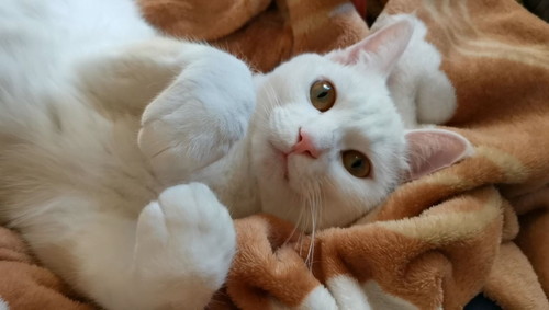 やんのかステップ　猫　白猫　元保護猫　保護猫　オラオラ　面白かわいい