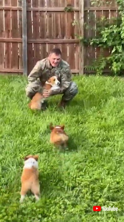 コーギー 飼い主 再会 お尻 かわいい