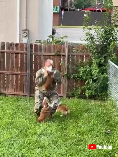 コーギー 飼い主 再会 お尻 かわいい