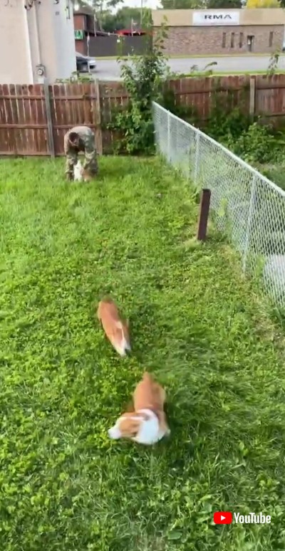 コーギー 飼い主 再会 お尻 かわいい