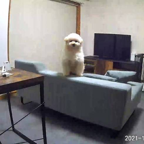 犬 ぺんた君 お留守番