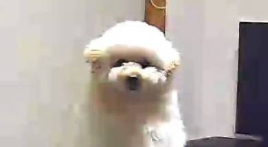 犬 ぺんた君 お留守番