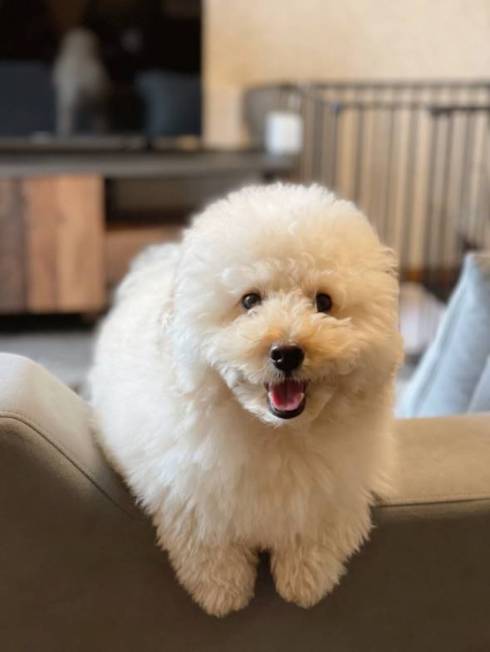 犬 ぺんた君 お留守番