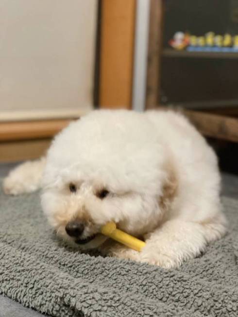 犬 ぺんた君 お留守番