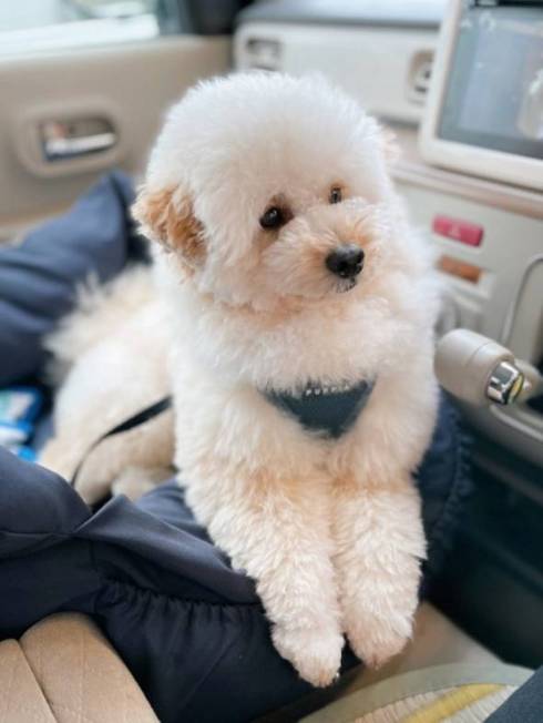 犬 ぺんた君 お留守番