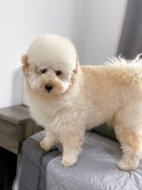 犬 ぺんた君 お留守番