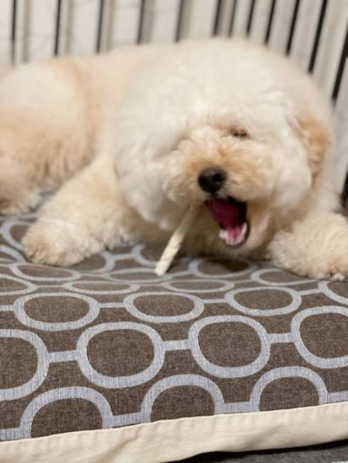 犬 ぺんた君 お留守番