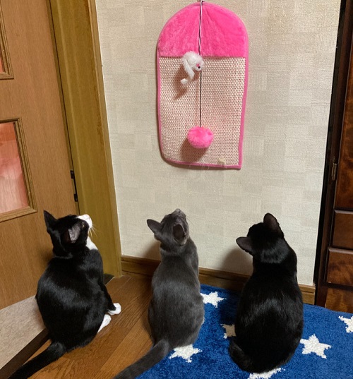 ペット手帳 ベストショット