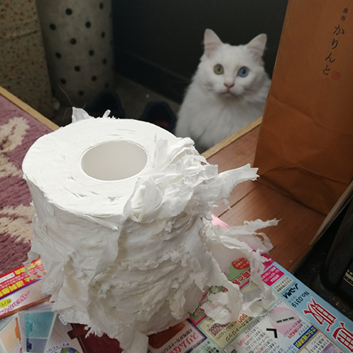 トイレと猫