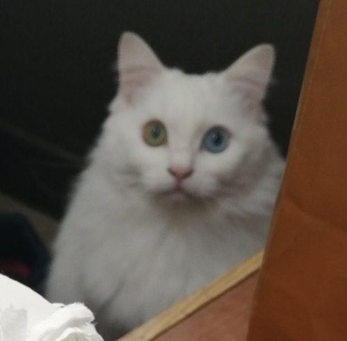 私を疑うんですか神無月ちゃんトリミング