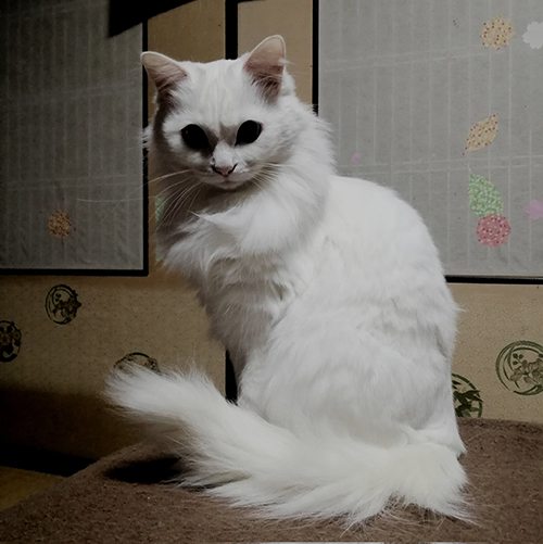 暗黒フェース神無月ちゃん