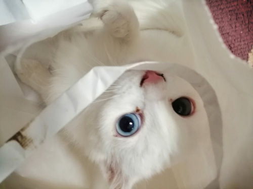 福袋神無月ちゃん