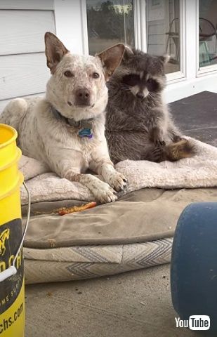 犬とアライグマ