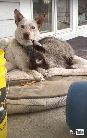 犬とアライグマ