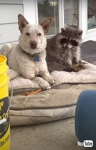 犬とアライグマ