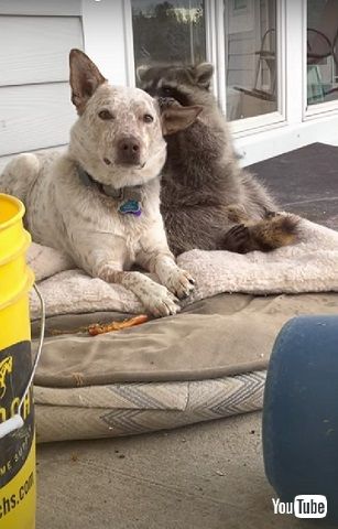 犬とアライグマ