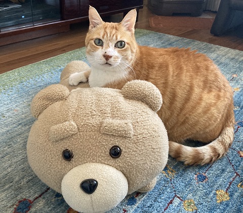 興味津々　動揺　かわいい　反応　しっぽ付き靴下　靴下　猫　保護猫　猫と子ども　子ども　茶トラ