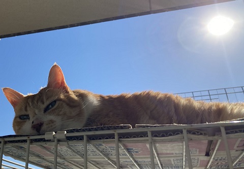 興味津々　動揺　かわいい　反応　しっぽ付き靴下　靴下　猫　保護猫　猫と子ども　子ども　茶トラ