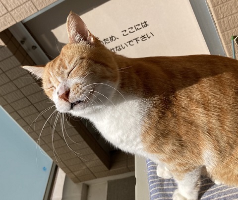 興味津々　動揺　かわいい　反応　しっぽ付き靴下　靴下　猫　保護猫　猫と子ども　子ども　茶トラ