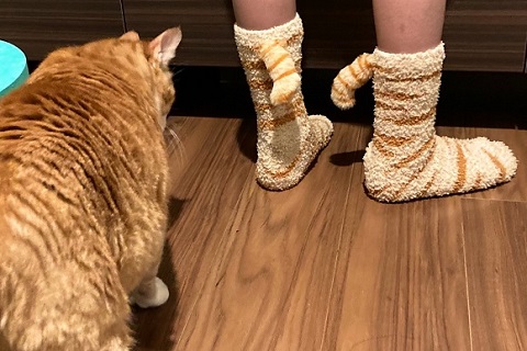興味津々　動揺　かわいい　反応　しっぽ付き靴下　靴下　猫　保護猫　猫と子ども　子ども　茶トラ