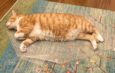 興味津々　動揺　かわいい　反応　しっぽ付き靴下　靴下　猫　保護猫　猫と子ども　子ども　茶トラ