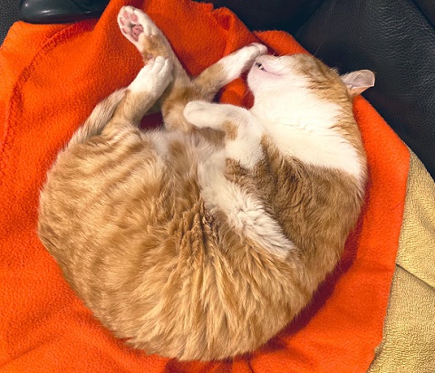 興味津々　動揺　かわいい　反応　しっぽ付き靴下　靴下　猫　保護猫　猫と子ども　子ども　茶トラ